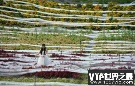 盘点世界上最长的婚纱，竟然长达4000米。