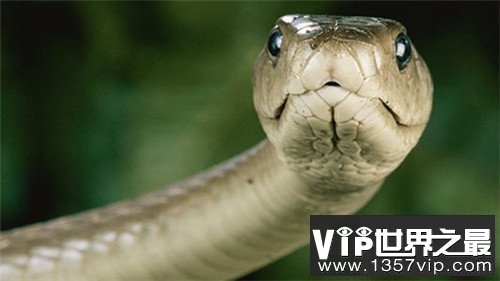 世界上毒牙最长的蛇，这长长的牙让人心生畏惧