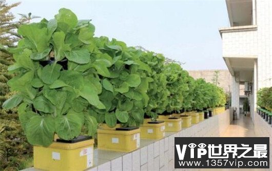 世界上最长名称公司，台湾卖蔬果的名字长达64个
