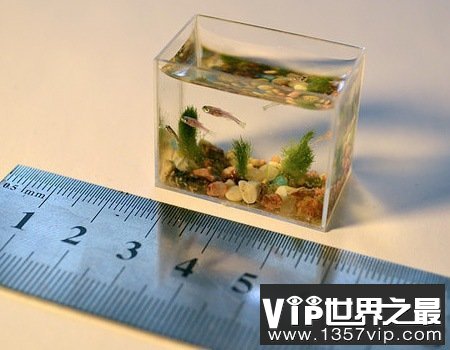 世界上最小的水族馆