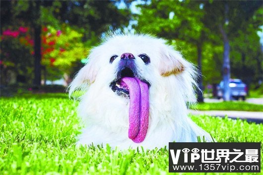 世界舌头最长狗，舌头竟然有十八厘米长