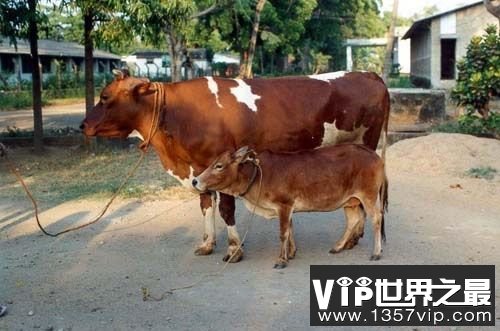 世界上最小的牛