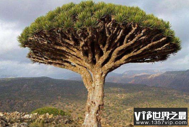 世界上寿命最长的树，被认为是龙血