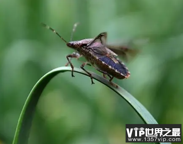 浙江多地出现大量臭屁虫是怎么回事 家里出现臭屁虫怎么办