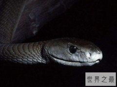 世界上速度最快的蛇，它的时速可以达到20千米
