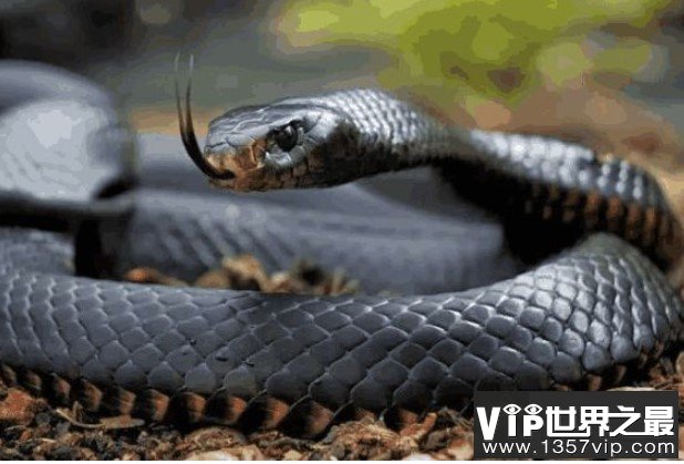 世界上速度最快的蛇，它的时速可以达到20千米