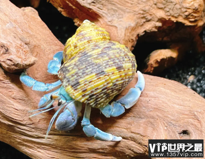 猜一猜以下哪—种海洋生物属于节肢动物 神奇海洋11月13日答案