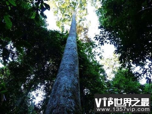 世界上生长最快的树，长到100米只需要几个月