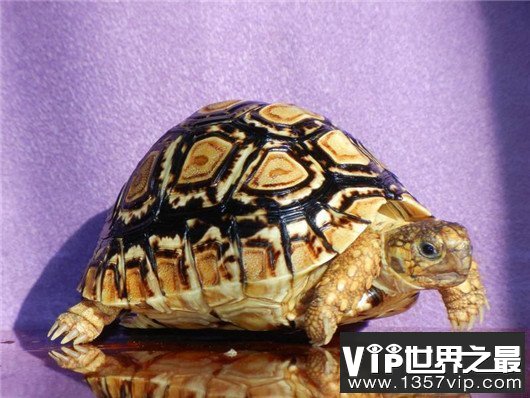世界上爬行最快的乌龟，速度达0.28米/秒，堪称龟界博尔特