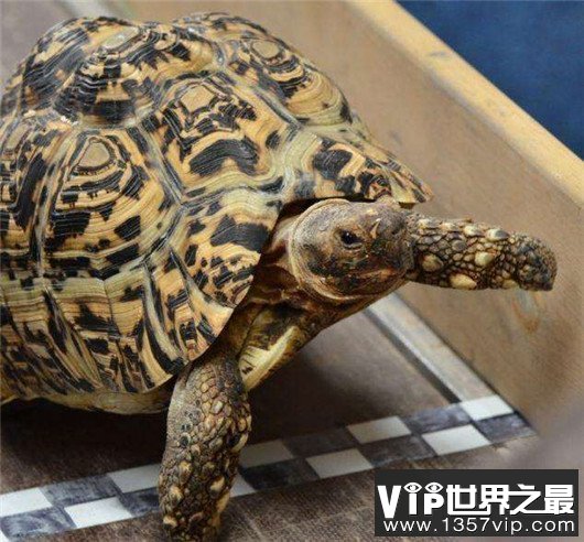 世界上爬行最快的乌龟，速度达0.28米/秒，堪称龟界博尔特