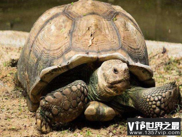 世界上最大千年老龟，一只长达2.6米重达916公斤的老龟