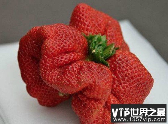 世界上最大的草莓，比人的拳头都还要大
