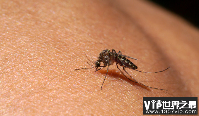 1亿3千万年前雄性蚊子也吸血 为什么蚊子会吸血