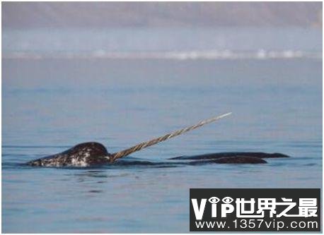 世界上长相最奇特的鲸，独角鲸长有接近3米的长牙