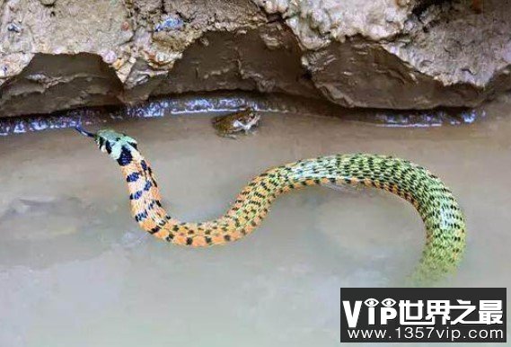 史前最大的海蛇，古杯蛇可以长到9米长620斤