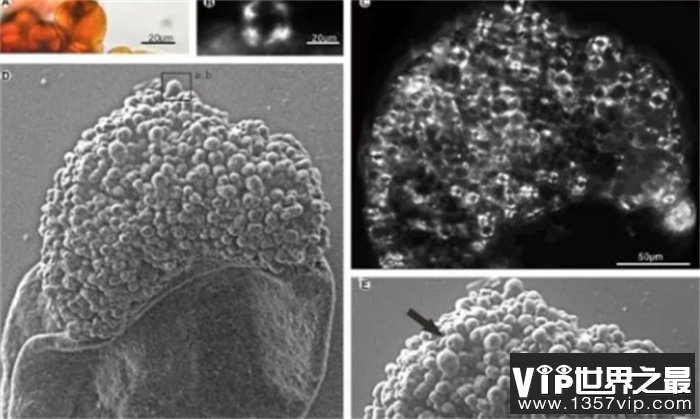 中国科学家用仪器揭开太岁之谜  到底是什么东西