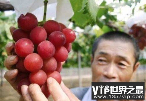 世界上最贵的葡萄，浪漫红宝石葡萄价格高达110万日元