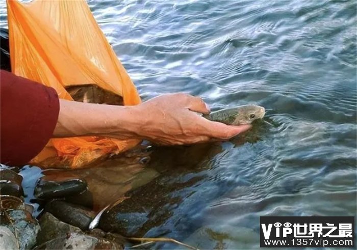 西藏羊湖8亿公斤鱼类泛滥成灾，随手就可捕捞，为何无人敢吃？