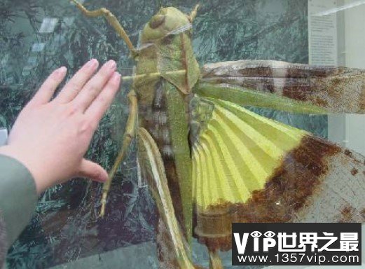 世界上最大的蝗虫，重达23磅，体长48英寸