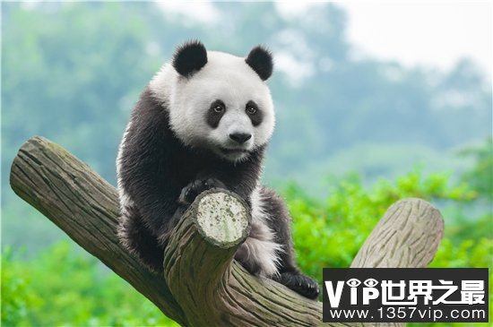 国家一级保护动物前十，国宝大熊猫依旧可爱！