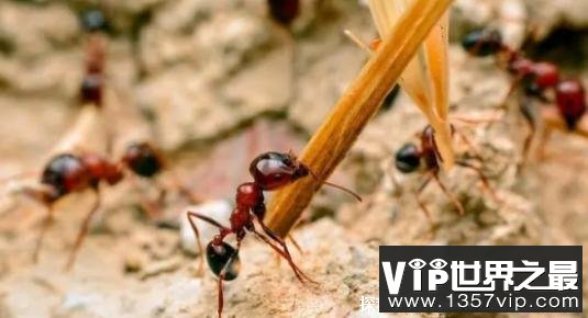 假如“蚁后”死了  剩下的蚂蚁会变得怎么样
