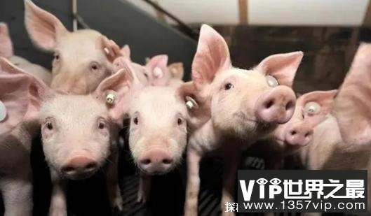 中国土猪差点儿灭绝  洋猪“入侵”30年  中国养猪业该如何发展