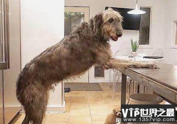 个子最高的犬种是什么 狗界中的巨人（爱尔兰猎狼犬）