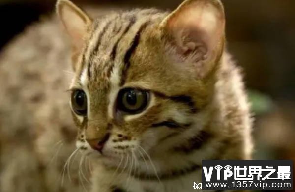 全世界禁养的猫科动物是什么 且体积特别小（锈斑猫）