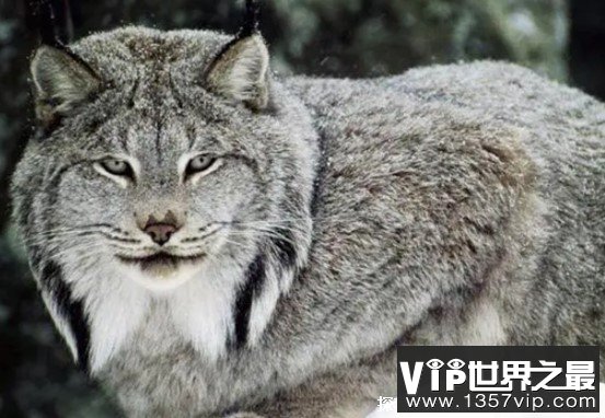 一种吃狼的动物是什么 长的像猫又像老虎异常凶猛恐怖（猞猁）