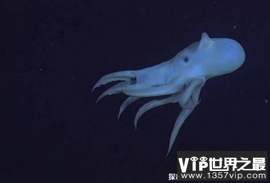 海洋中最可爱的深海小精灵是什么 寿命只有3到5年(小飞象章鱼)