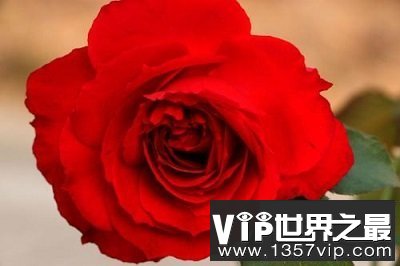 中国十大名花你认识几种？中国国花是什么呢？