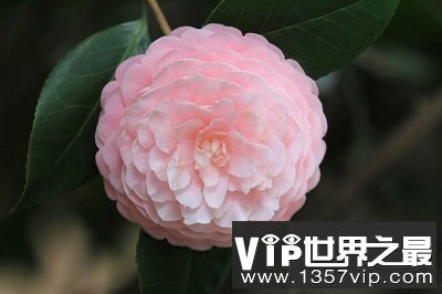 中国十大名花你认识几种？中国国花是什么呢？