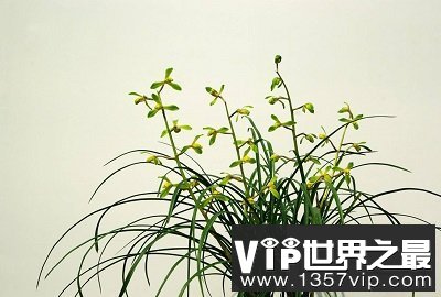 中国十大名花你认识几种？中国国花是什么呢？