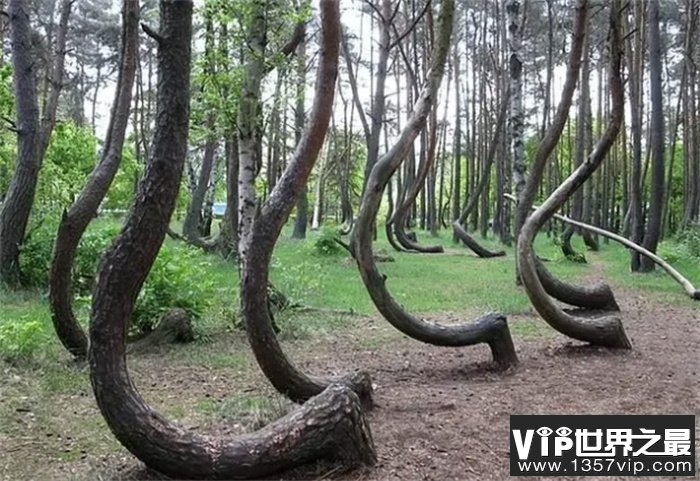 弯曲森林（波兰）