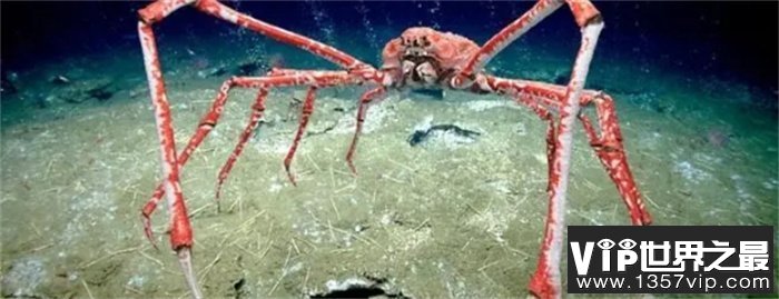 日本巨螯蟹