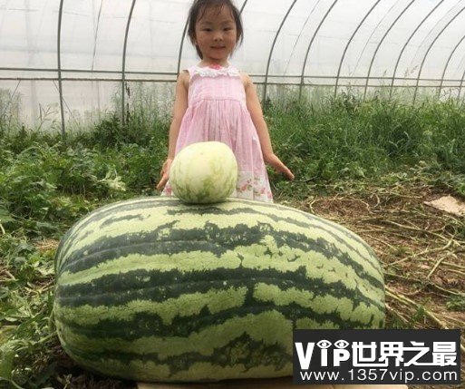 世界上最大的西瓜，居然种出了158公斤