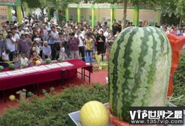 世界上最大的西瓜，居然种出了158公斤