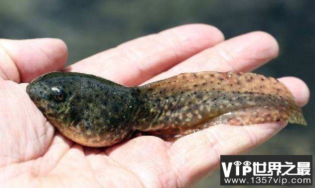 世界上最大的蝌蚪，全长往往超过25厘米