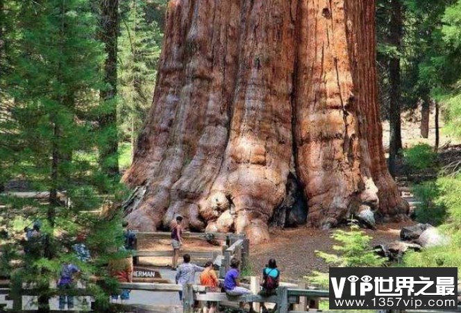 全球最大的树，超过3500年的树龄