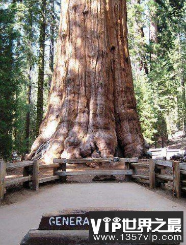 全球最大的树，超过3500年的树龄