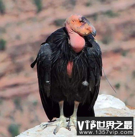 世界上最大的雕，重达30斤的安第斯神鹫