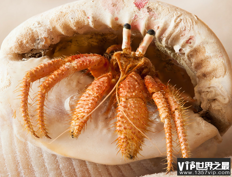 以下哪种蟹被称为海滩上的清道夫 神奇海洋12月6日答案