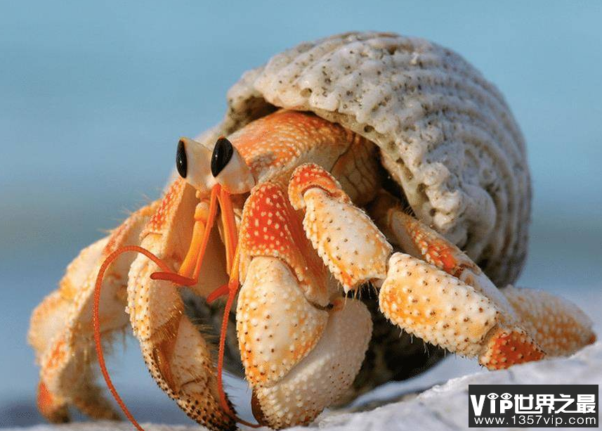 以下哪种蟹被称为海滩上的清道夫 神奇海洋12月6日答案