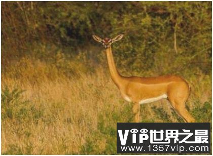 世界上脖子最长的羚羊，长颈羚凭借长脖子能吃到2米高度的树叶