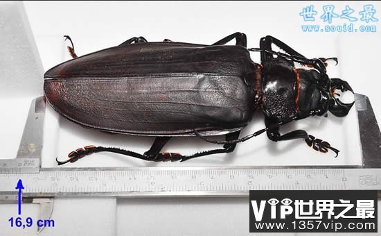 世界上最大的甲虫，泰坦甲虫(体长22厘米)