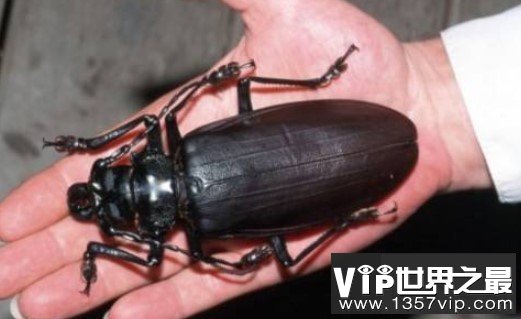 世界最大的甲虫，一口可以把铅笔咬断，小心你的手指！