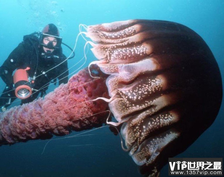 世界上最大的水母，体积超级庞大，触手长36米