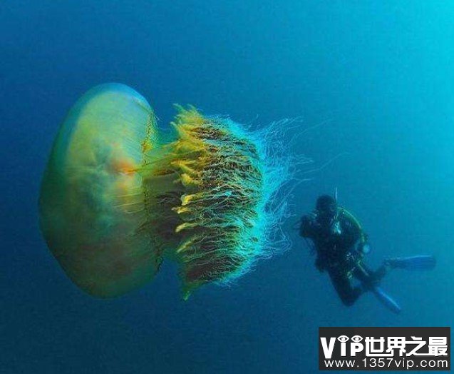世界上最大的水母，体积超级庞大，触手长36米