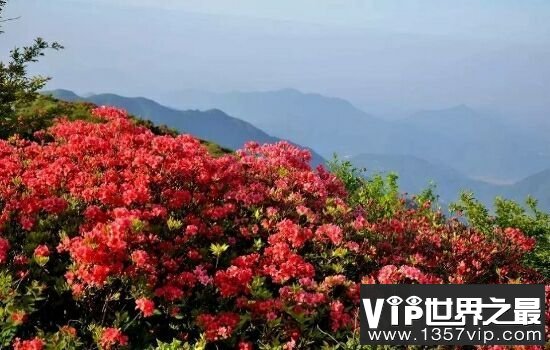 中国十大名花，不同季节欣赏不同的花。