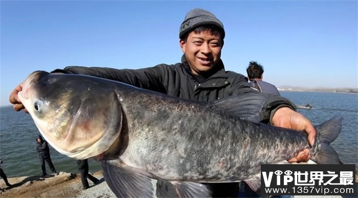 三峡水库最大的鱼多重（600多千克）